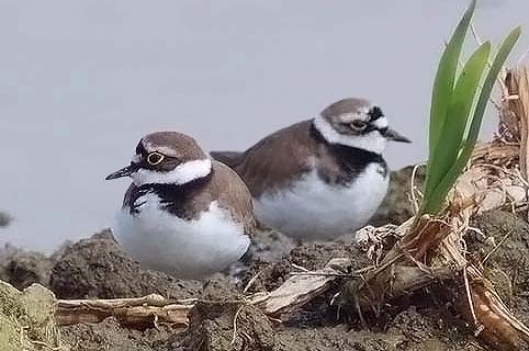 Charadrius dubius